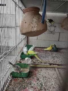 finches and parrot for sale