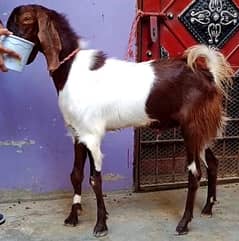 Ablack Bakra