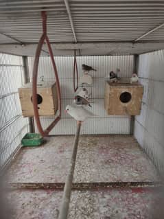 8 finches and 9 AUSTRALIAN parrot