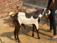 2 dant 4 dant han 03014155835 pr rabty kry