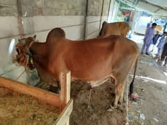 bachra