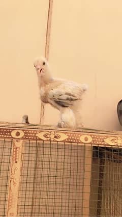 light and blue columbian brahma 3 chicks available