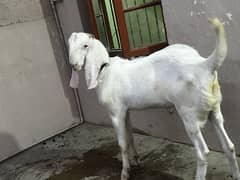 Bakra