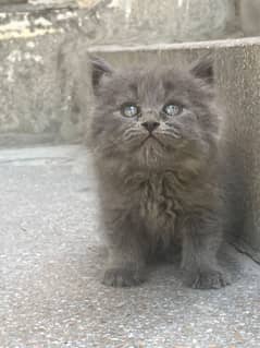 persian kitten