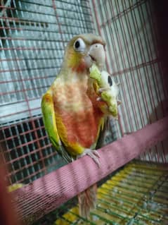 birds for sale