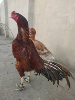 pure aseel peela jora