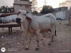 cholistani bacray for sell