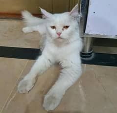 cat for sale