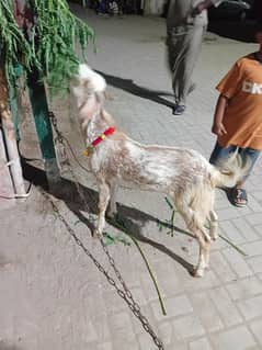 2 danth bakra