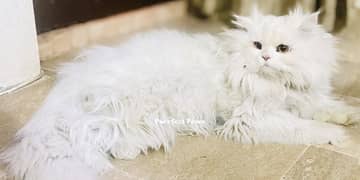 Heavy fur male cat available for matting (NOT FOR SALE)