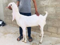 isme do  bakri gaban he Baki sab pat he abhitak Bache nahi diye