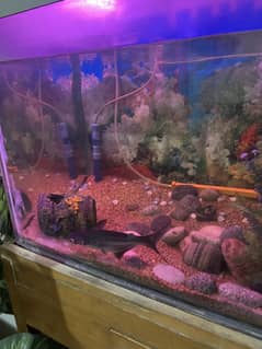 Aquarium with fishes