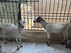 Qurbani