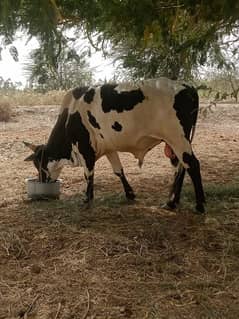 4 dant bachra