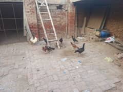 aseel  hens egg laying