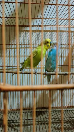 asstrlion