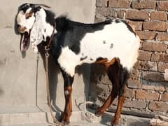 Donda Rajan puri for sale