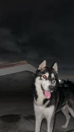 Siberian