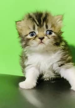 Persian kitten available