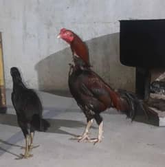 urgent sale karna hai sirf murgha sale Karna hai 0309//8242//234//