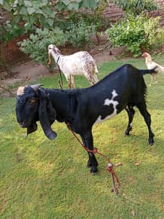 Bakra