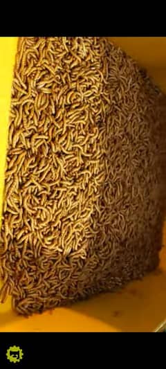mealworams