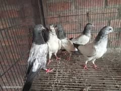 rampuri batera banke