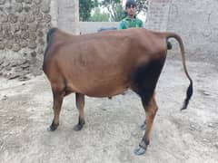bull
