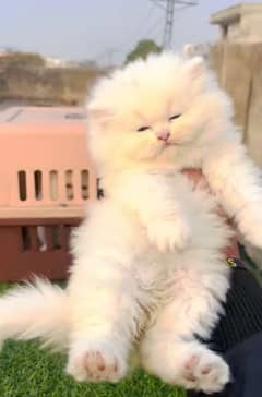 fluffy | kitten | fancy Cat | baby | low price | 3 coated
