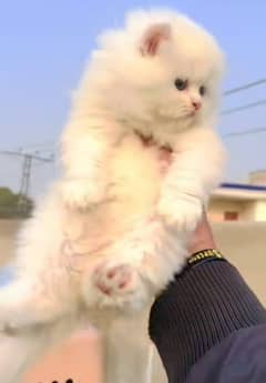 fluffy