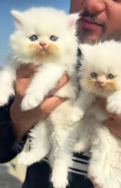 fluffy | kitten | fancy Cat | baby | low price | 3 coated