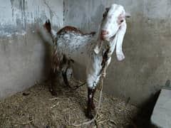 2 dant bakra