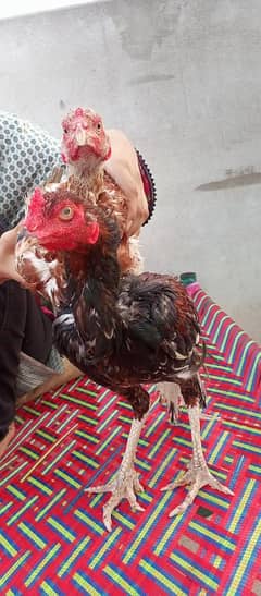 aseel patthe alhamdolilah sehat mand active