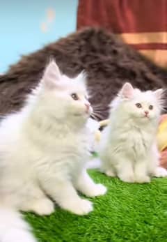 fluffy | kitten | fancy Cat | baby | low price | 3 coated