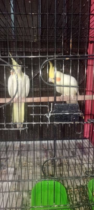 comen whait pair 0