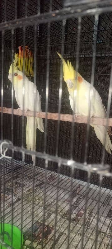 comen whait pair 1
