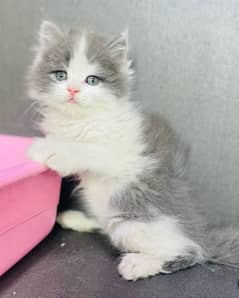 Grey n white persian kitten