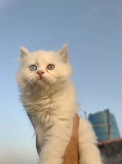 Persian cat white color