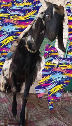 Bakra