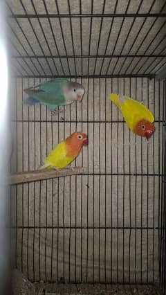 love birds