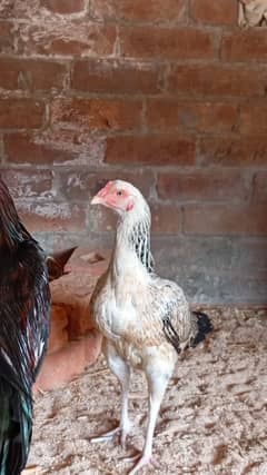 Assel Mianwali Zero Size Female , Unique color.