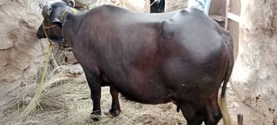 jhooti for sale