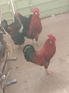dasi murgy murgiya