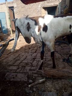 Bakra Donda