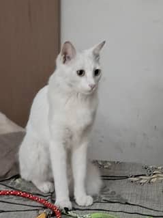 Turkish Angora