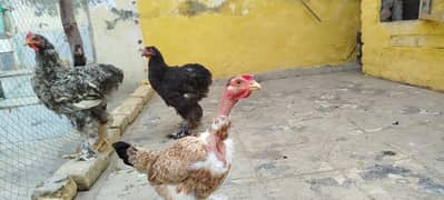 all hens for sale argent