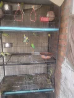 budgies(australian parrots) with cage for sale