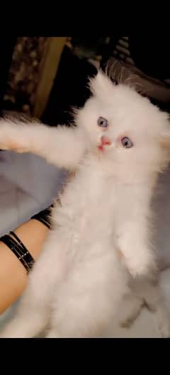 Persian kittens baby