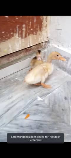 duck pair for sale Sargodha