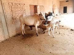 Qurbani k janwar